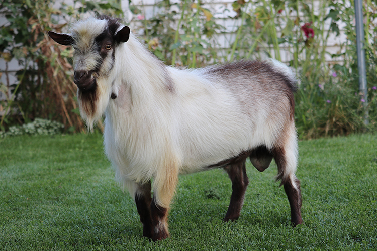 ammonium-chloride-for-goats